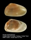 Donax erythraeensis