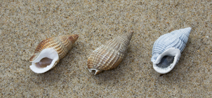 Shells of netted dog whelk