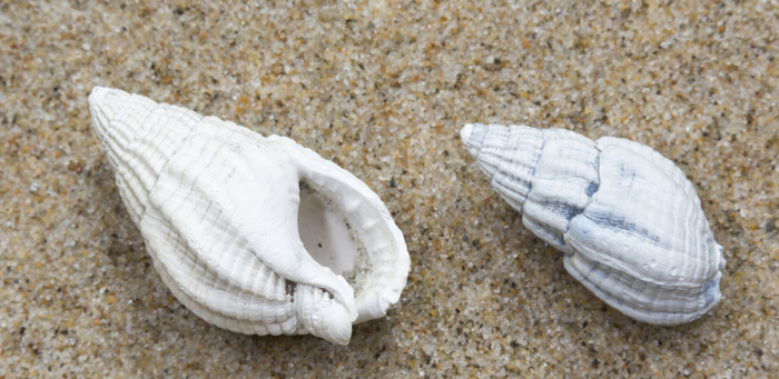 Shells nassa snail Shells nassa snail