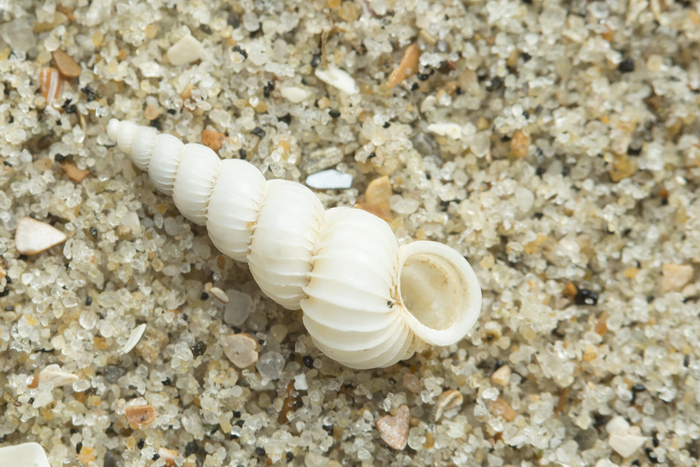 white wentletrap white wentletrap
