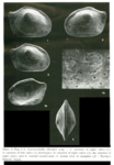 Holotype and paratype(?s) of Loxoconchella ishizakii Keij, 1978