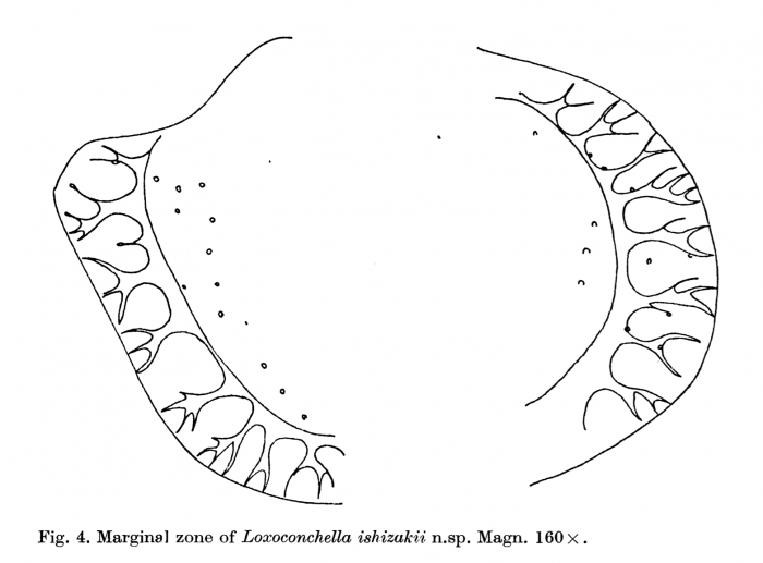 Radial pore canals of Loxoconchella ishizakii Keij, 1978