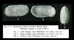 NOT types - Kuiperiana wanneri from Bassiouni, 1962, Pl. 8