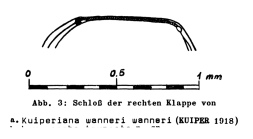 NOT Type - Kuiperiana wanneri from Bassiouni, 1962