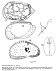 Types of Loxoconcha lapidiscola Hartmann, 1959 from the original description