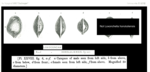 Type of Loxoconcha honoluliensis Brady, 1880 = Loxoconchella honoluliensis from the original description