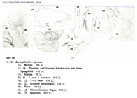 Paracytheridea depressa Müller, 1894 from the original description