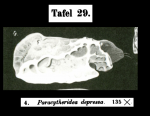 Paracytheridea depressa Müller, 1894 from the original description