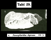 Paracytheridea depressa Muller, 1894 from the original description