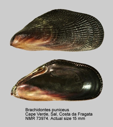 Brachidontes puniceus