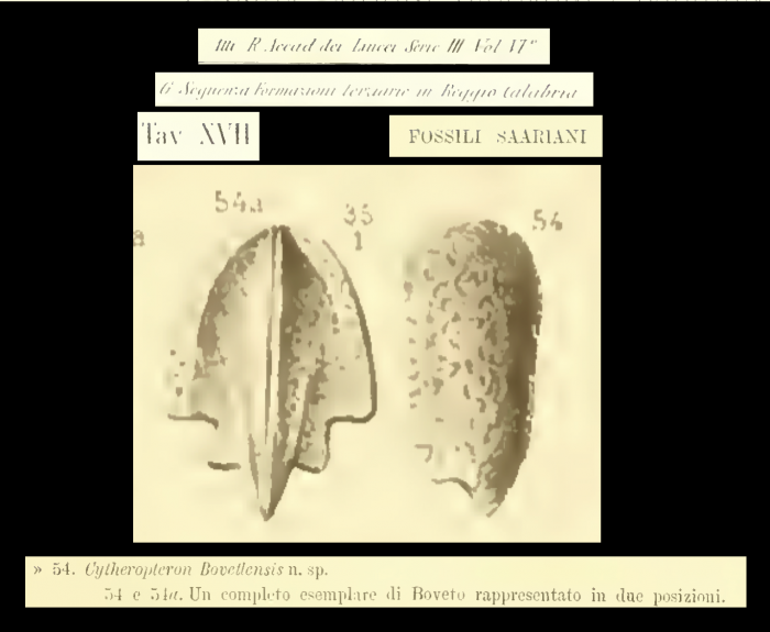 Cytheropteron bovettensis Seguenza, 1880, from original description