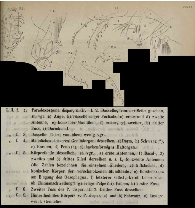 Paradoxostoma dispar Fischer, 1855