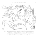 Leguminocythereis bisanensis Okubo, 1975, Fig. 3