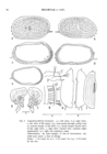 Leguminocythereis bisanensis Okubo, 1975, Fig. 2