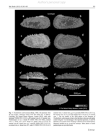 Lectotype, paralectotypes and other specimens of Cythere scabrocuneata Brady, 1880 from Brandao et al., 2013, Fig. 4