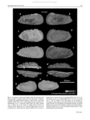 Lectotype, paralectotypes and other specimens of Cythere scabrocuneata Brady, 1880 from Brandao et al., 2013, Fig. 4