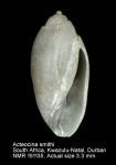 Acteocina smithi