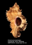 Chicomurex laciniatus