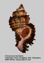 Chicomurex laciniatus