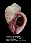 Coralliophila violacea