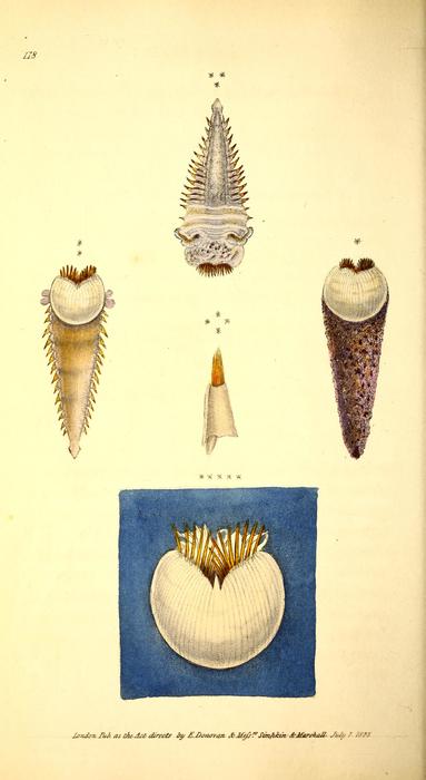 Pectinaria guildingii figures in plate 118 of Donovan Pectinaria guildingii figures in plate 118 of Donovan