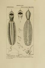 Phyllodoce maxillosa plate as modified in Blainville 1828