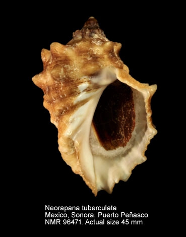 Neorapana tuberculata