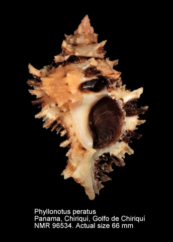 Phyllonotus peratus