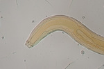 Lectotype male of Sphaerolaimus arcospiculum