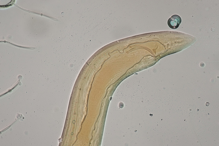 Lectotype male of Sphaerolaimus arcospiculum Lectotype male of Sphaerolaimus arcospiculum
