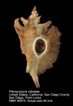 Pteropurpura vokesae
