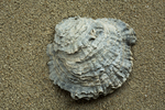 Schell of common European oyster 