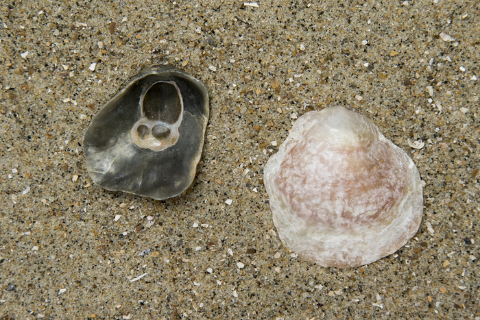 Upper schell saddle oyster