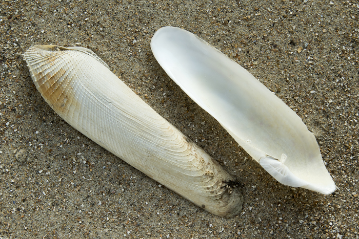 Schell common piddock Schell common piddock