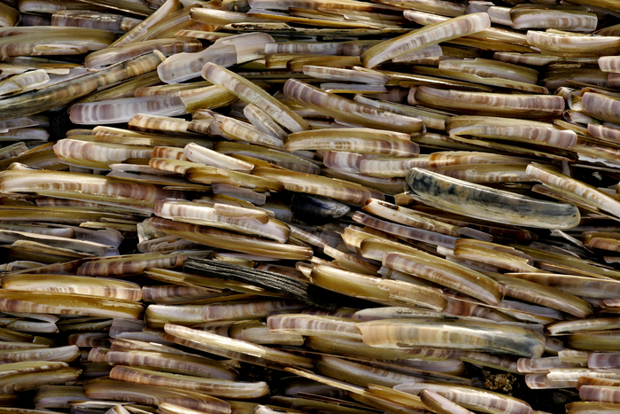 Massive stranding of Atlantic razor clam