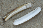Shell Atlantic razor clam
