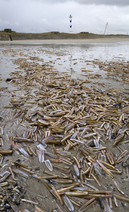 Massive stranding of Atlantic razor clams