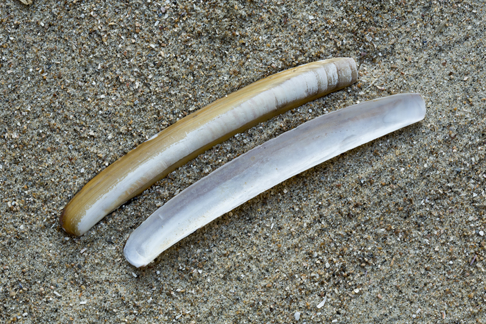 Shell common razor clam Shell common razor clam