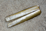 Shell pod razor clam