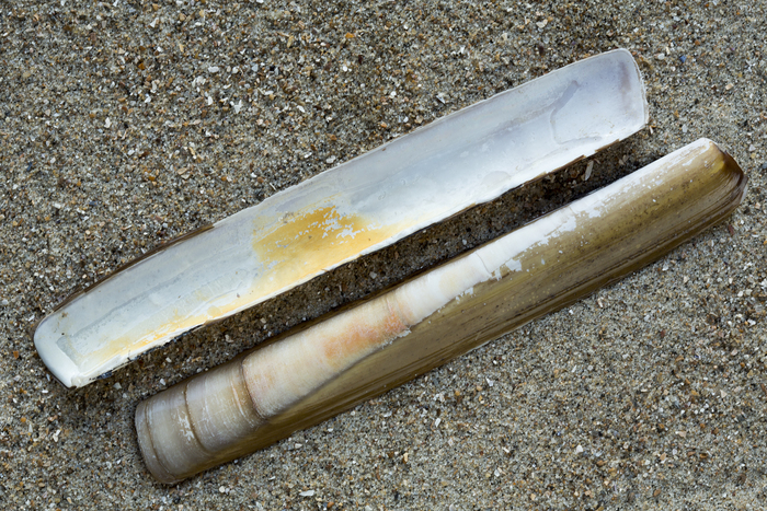 Shell minor jackknife clam