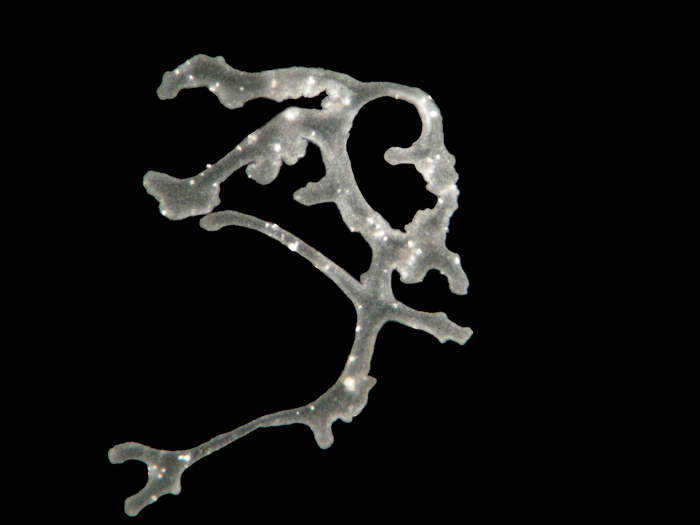 Polyplacotoma mediterranea Polyplacotoma mediterranea