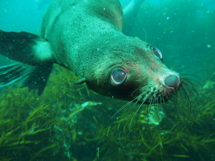 Arctocephalus pusillus doriferus