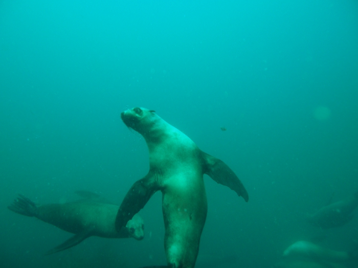 Arctocephalus pusillus doriferus Arctocephalus pusillus doriferus