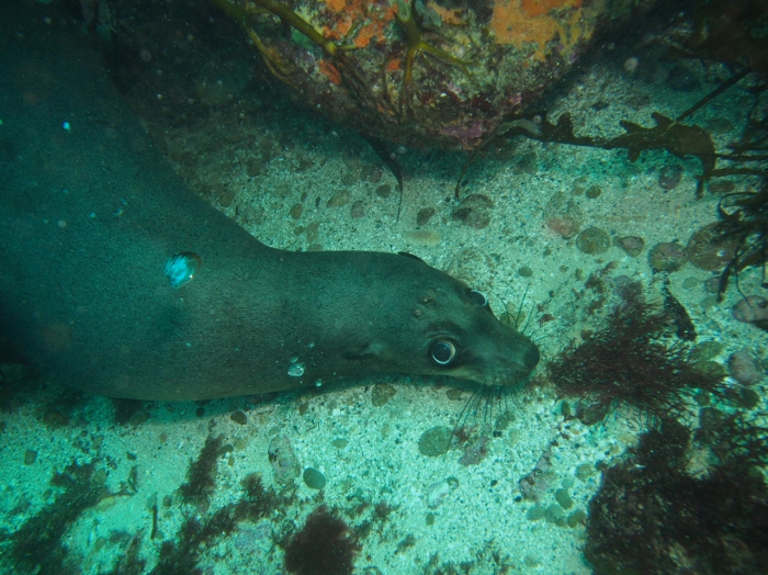 Arctocephalus pusillus doriferus Arctocephalus pusillus doriferus