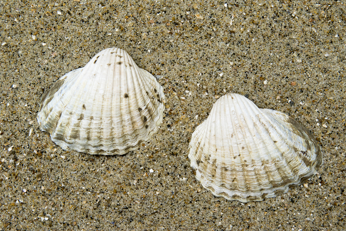 Shells of brackish cockle