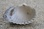 Shell of brackish cockle