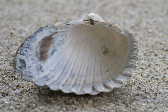 Shell of brackish cockle Shell of brackish cockle