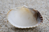 Shell of common cockle