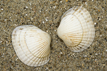 Shells of common cockle