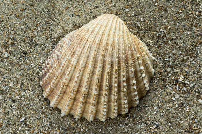 Shells of European prickly cockle